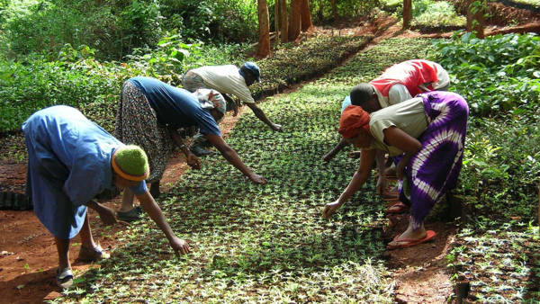 Green Belt Movement, Kenya