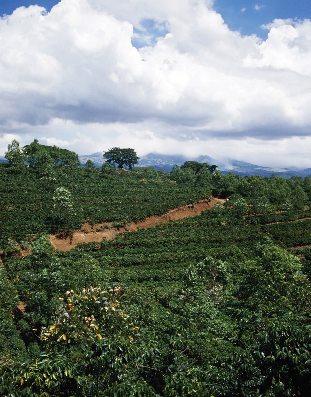 Regenerative Agriculture