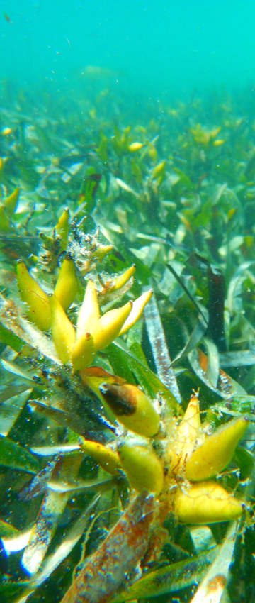 Seagrass flowers