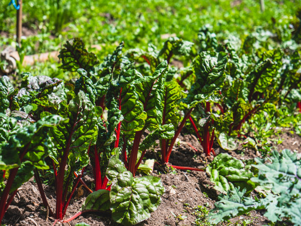 BIPOC Farms