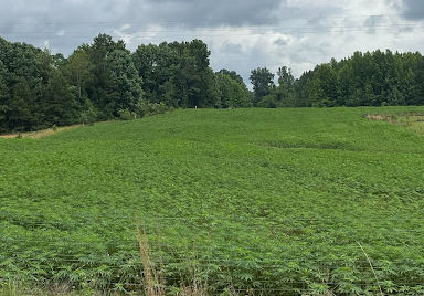 Brown family Farm