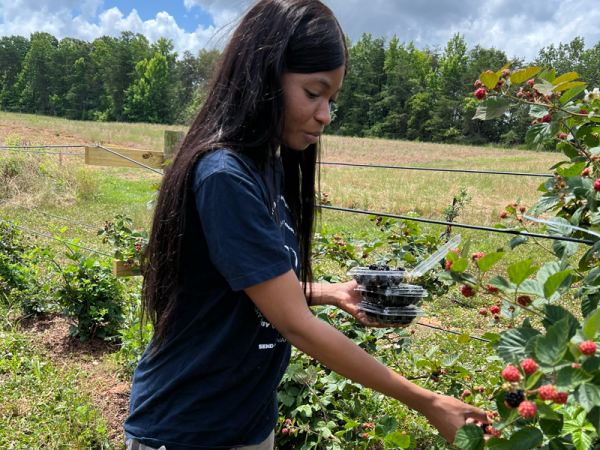 Feyi Adekunle doing some “grocery shopping” in Beverly Blackwell’s garden.